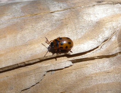Gonioctena?